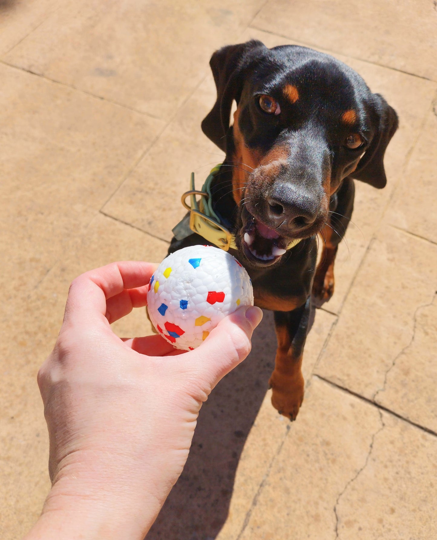 Porta pelota + pelota de REGALO