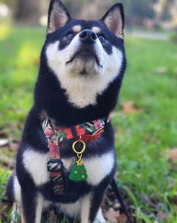 Identificación Xmas Tree