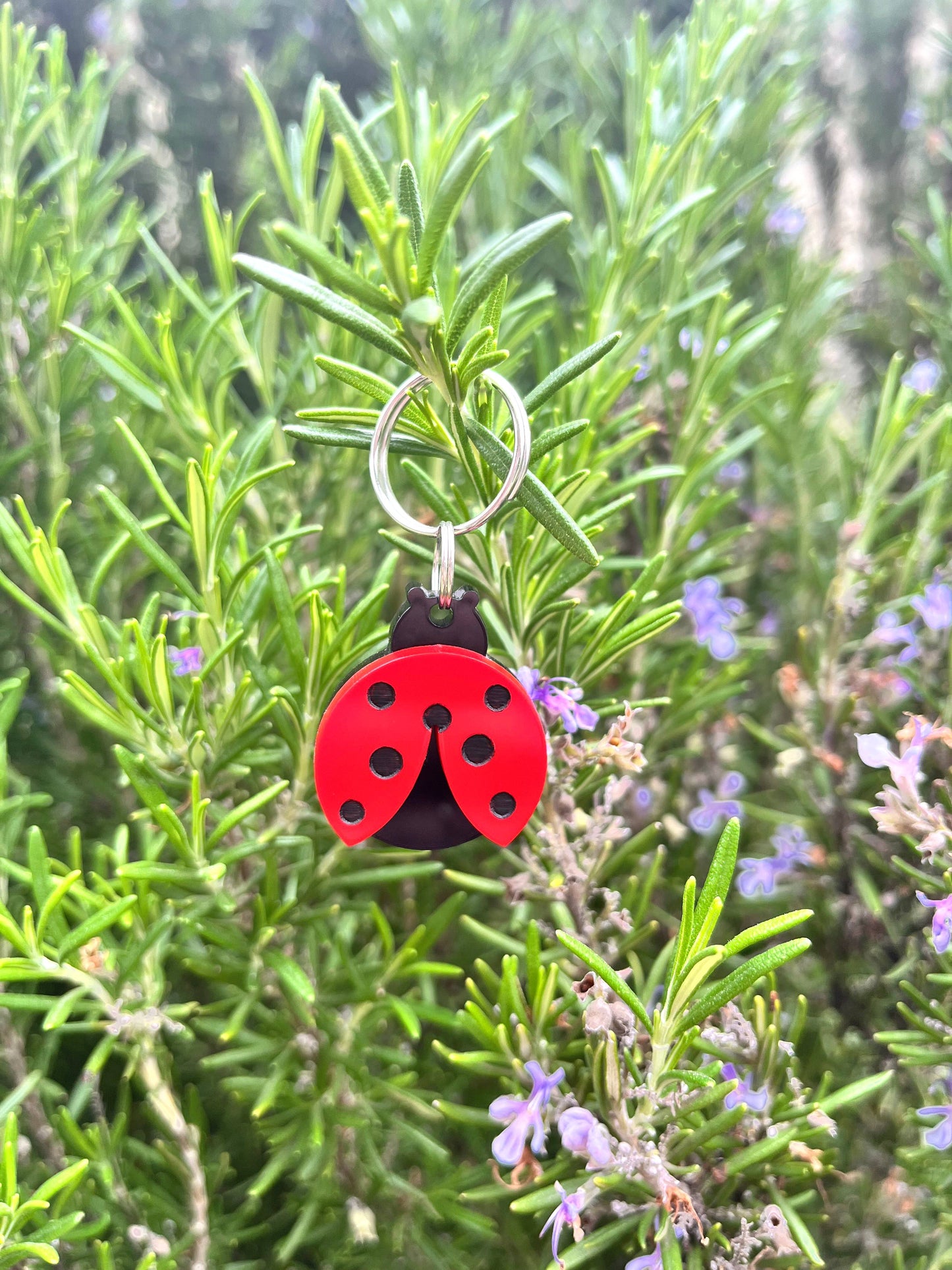 Mariquita 🐞