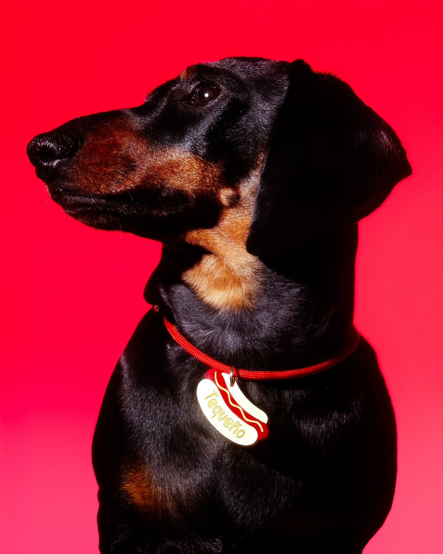 Identificación HOT DOG 🌭