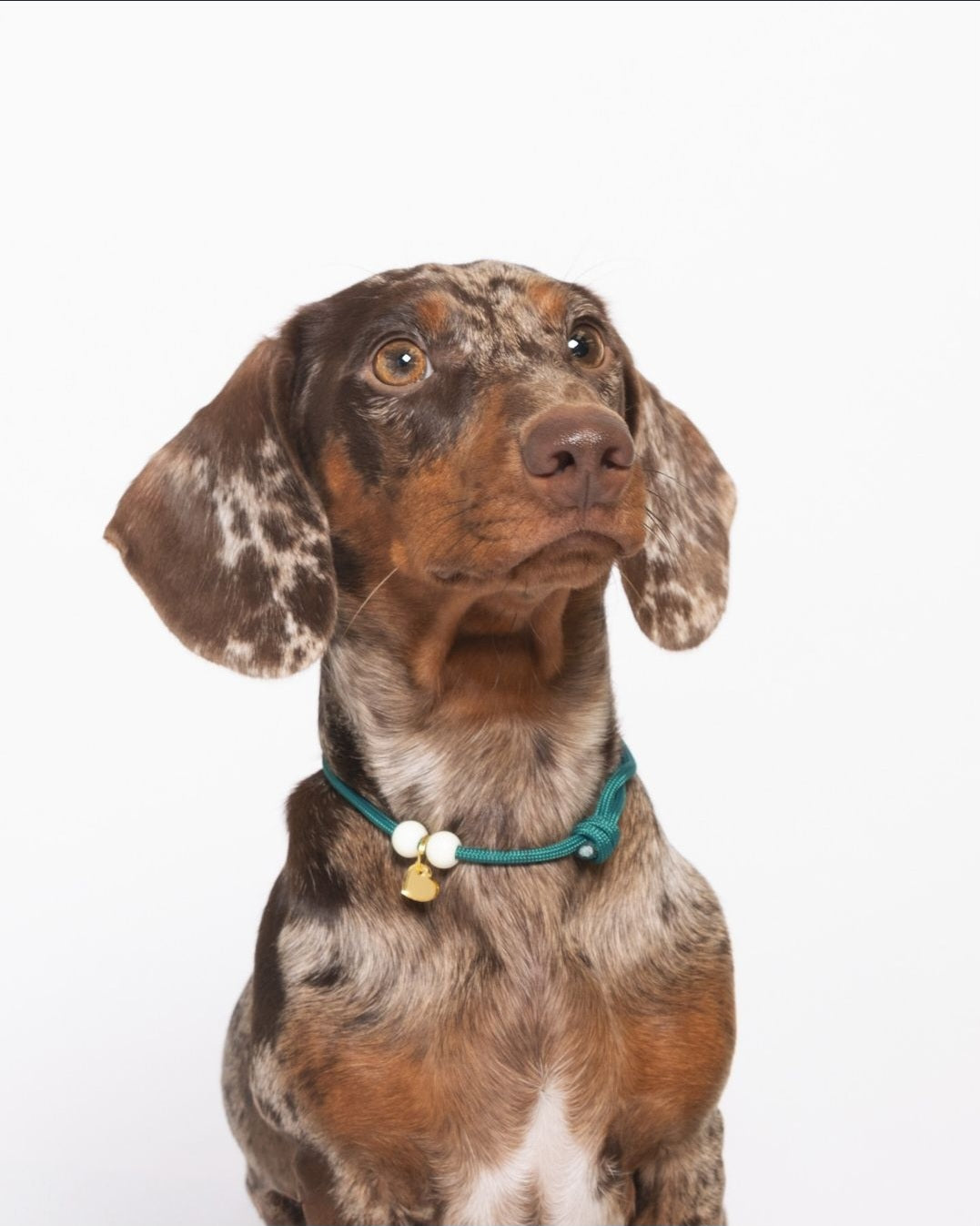 Collar ID ajustable