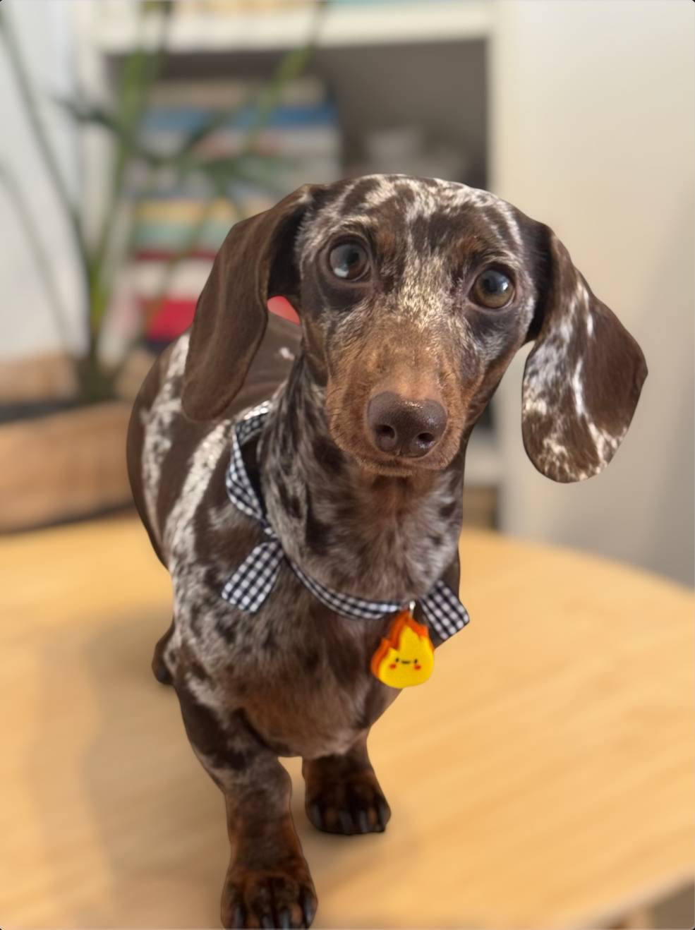 SWEET SPRING Tag
