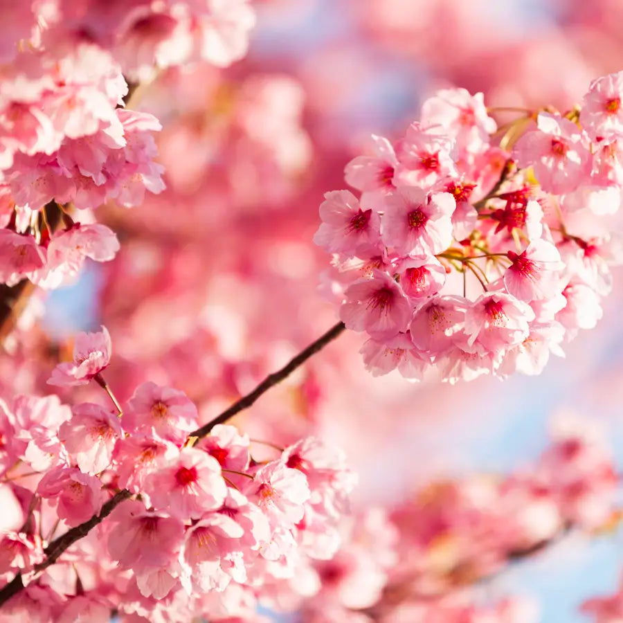 Sakura 🌸