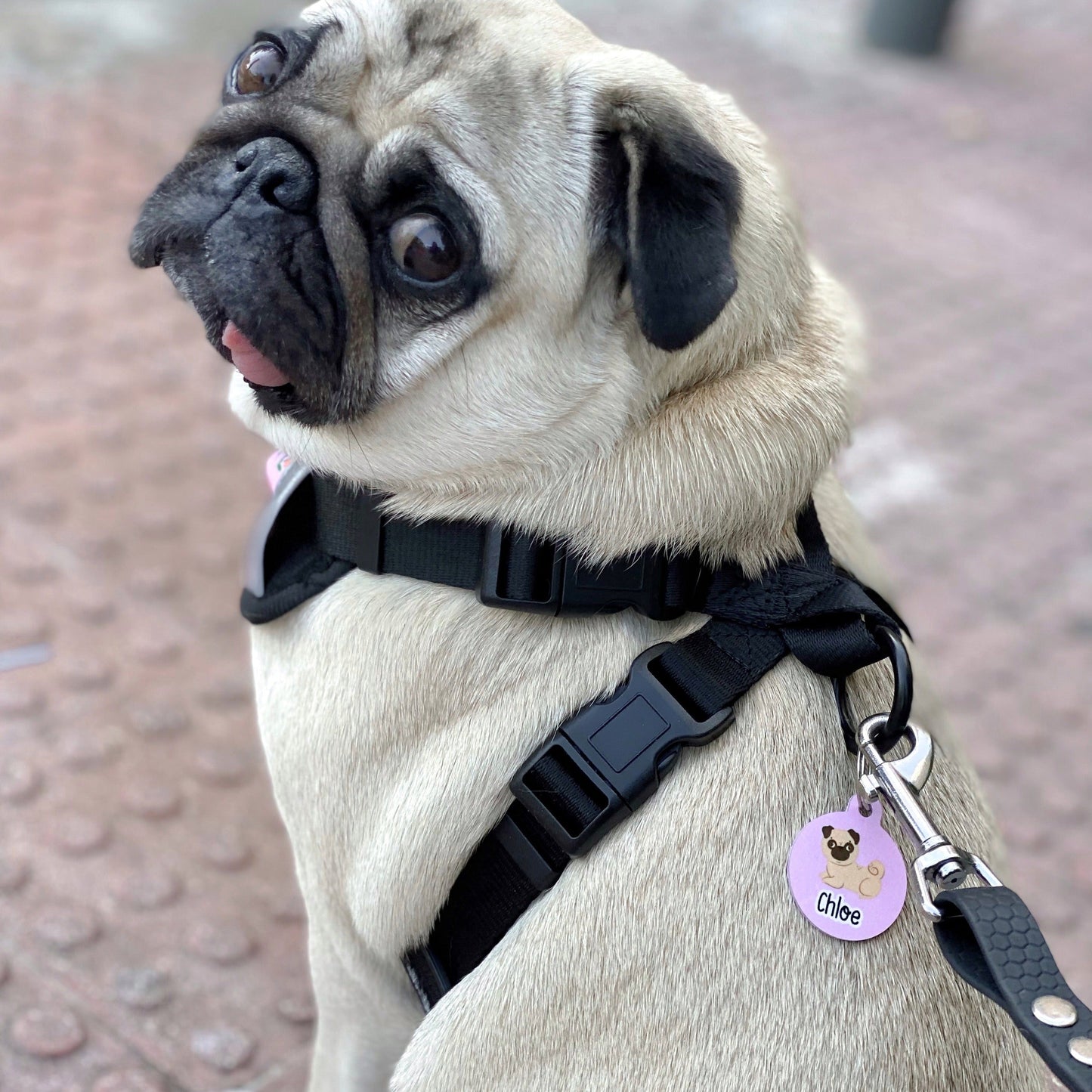 Pug metal tag