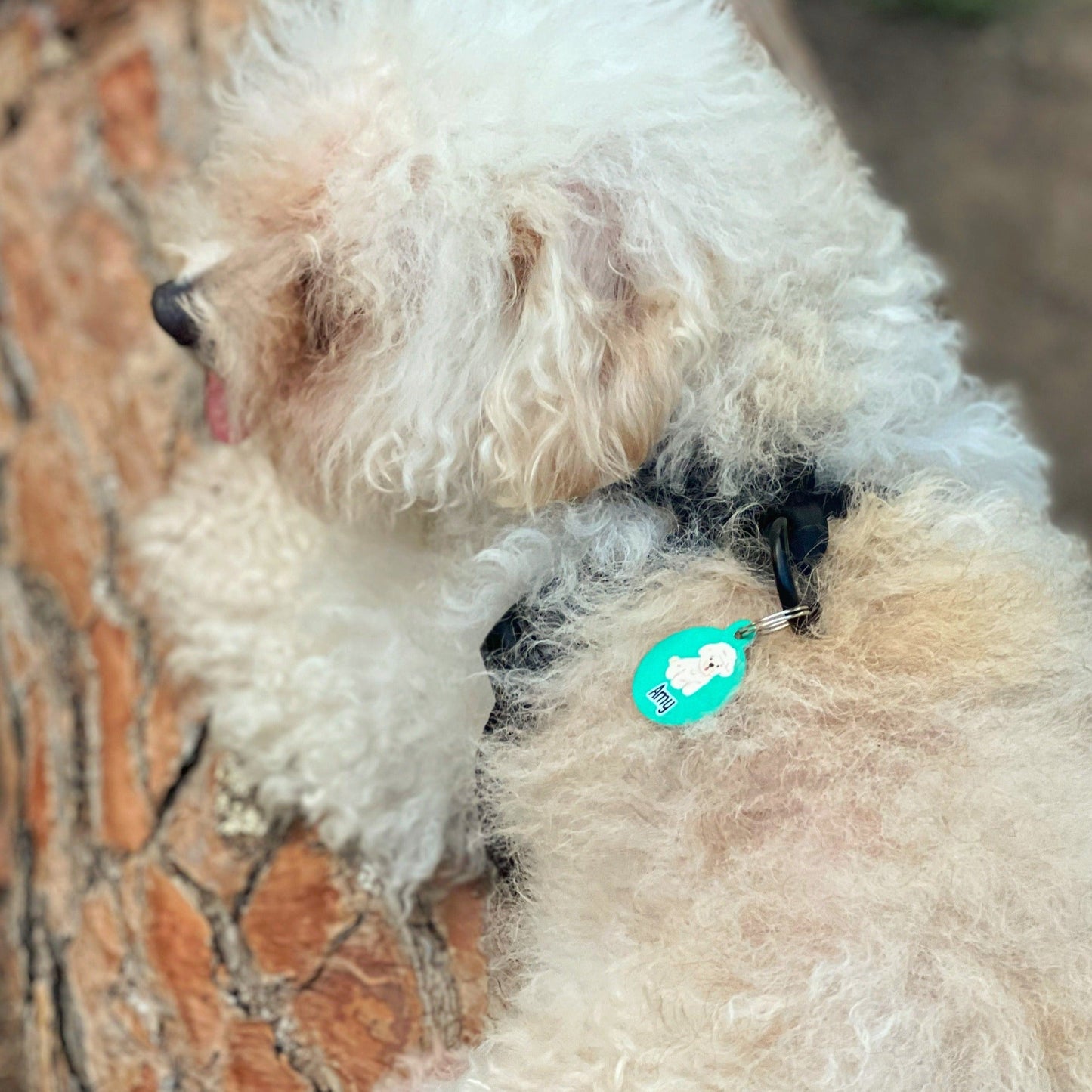 Chapa Poodle