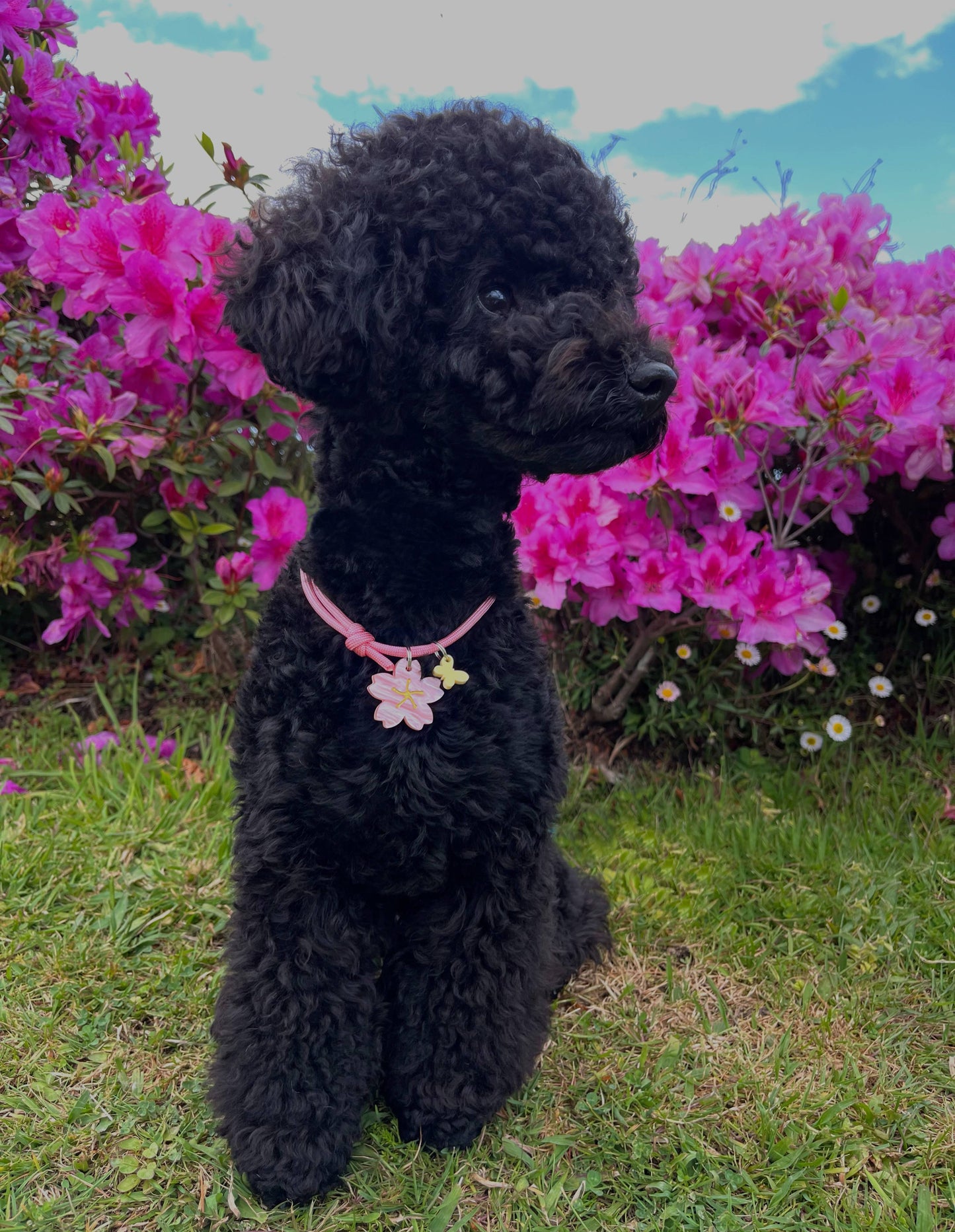 Sakura 🌸
