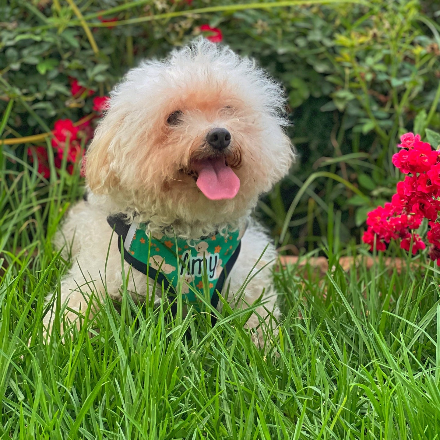 Poodle Harness