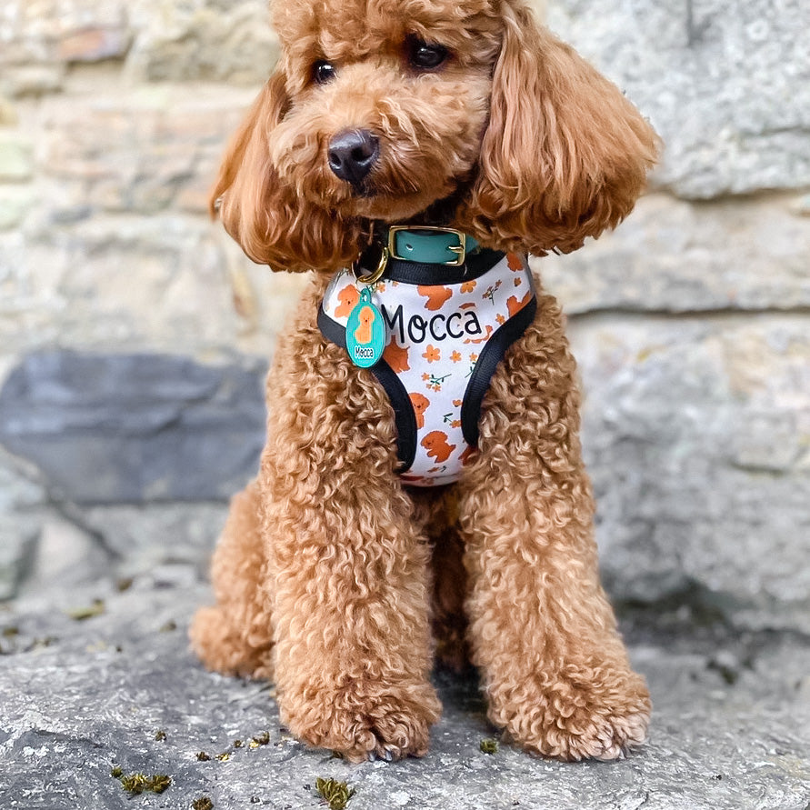 Poodle Harness