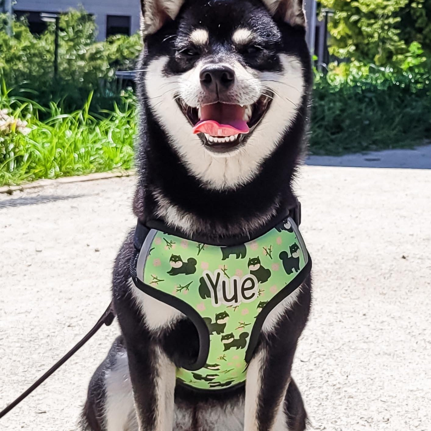 Arnés Shiba Inu