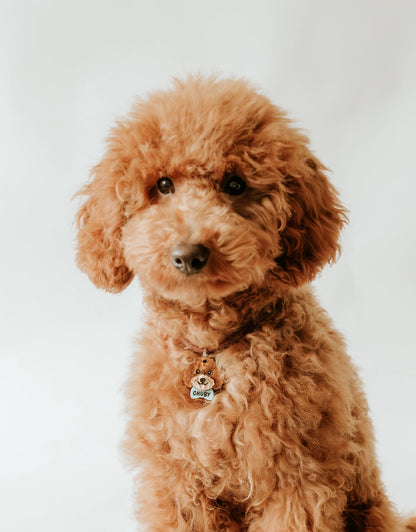 Caniche personalizado