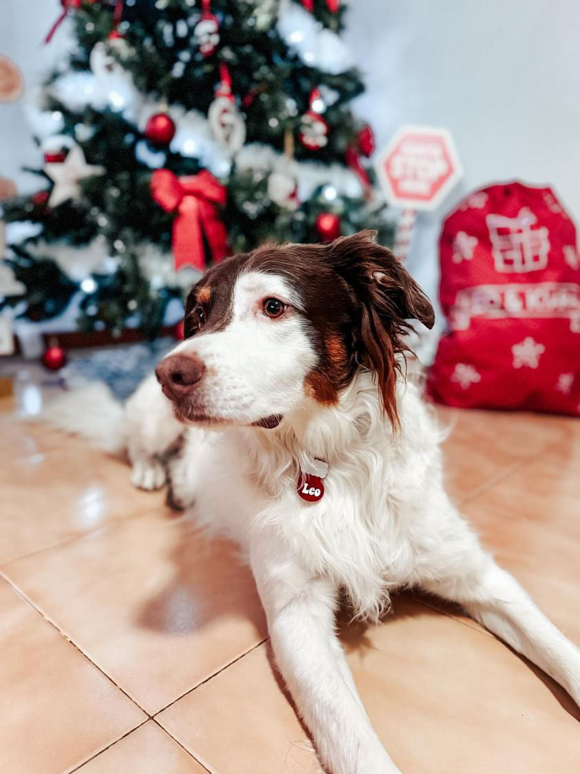 Calcetín navidad