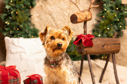 Bola de cristal 🔮