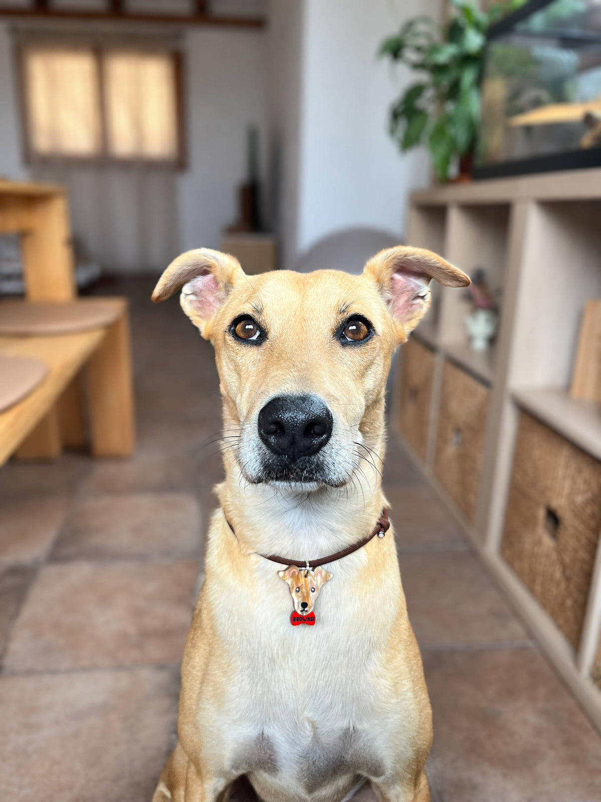 Galgo personalizado