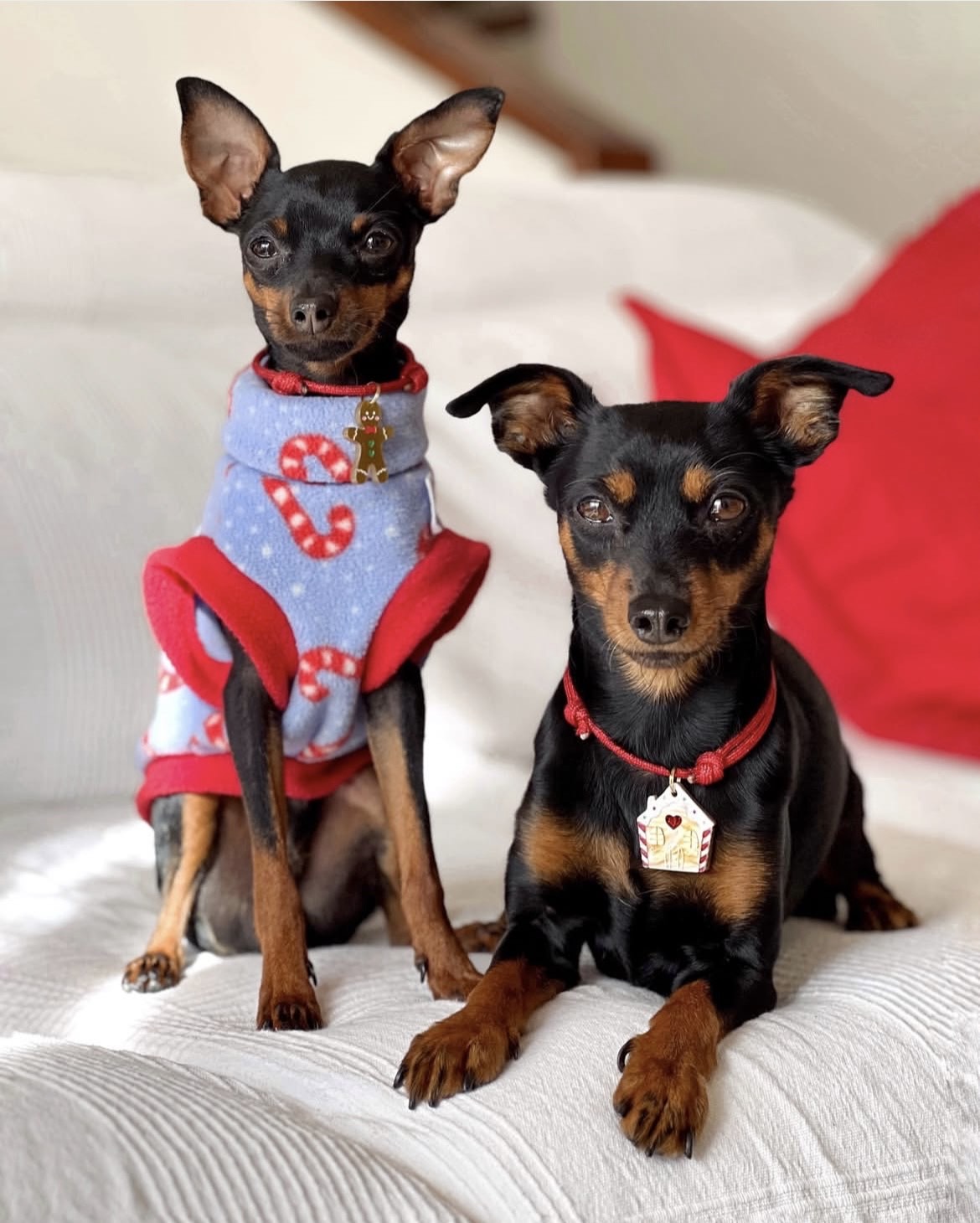 Identificación Casita de Jengi