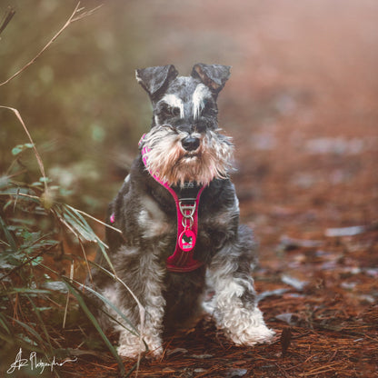 Chapa Schnauzer