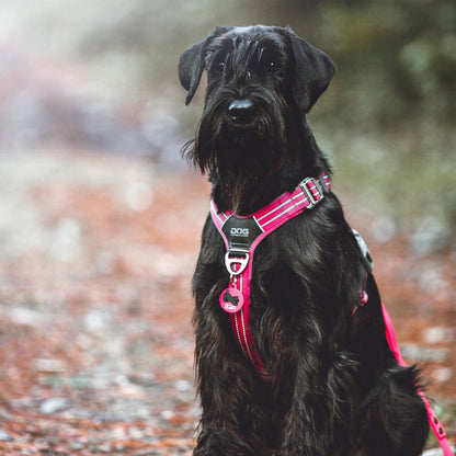 Chapa Schnauzer