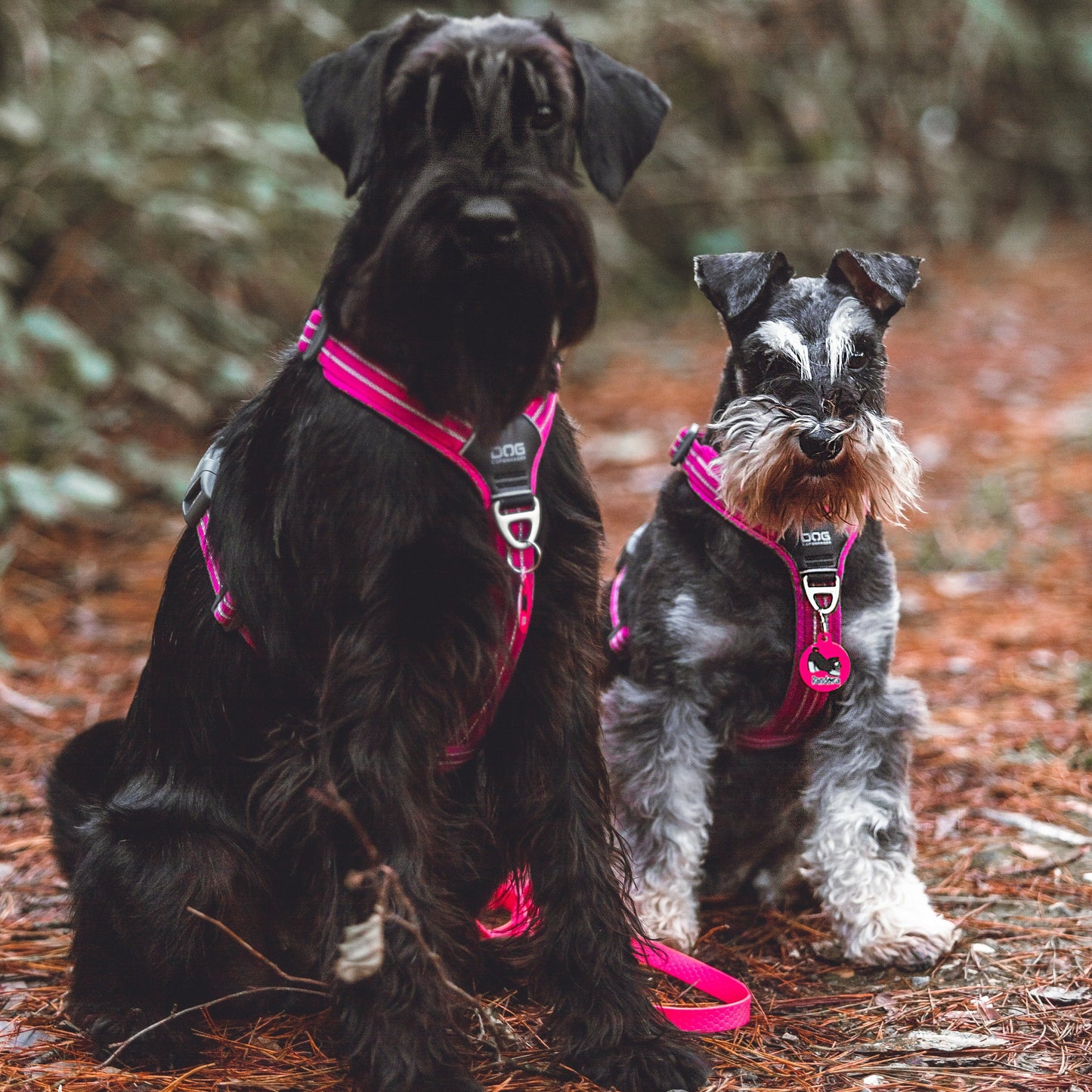 Chapa Schnauzer