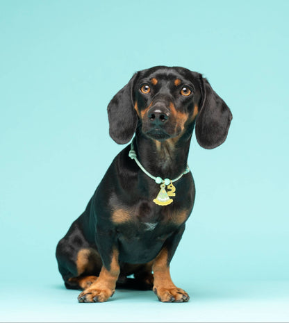 Pack CumpleGuau 🥳