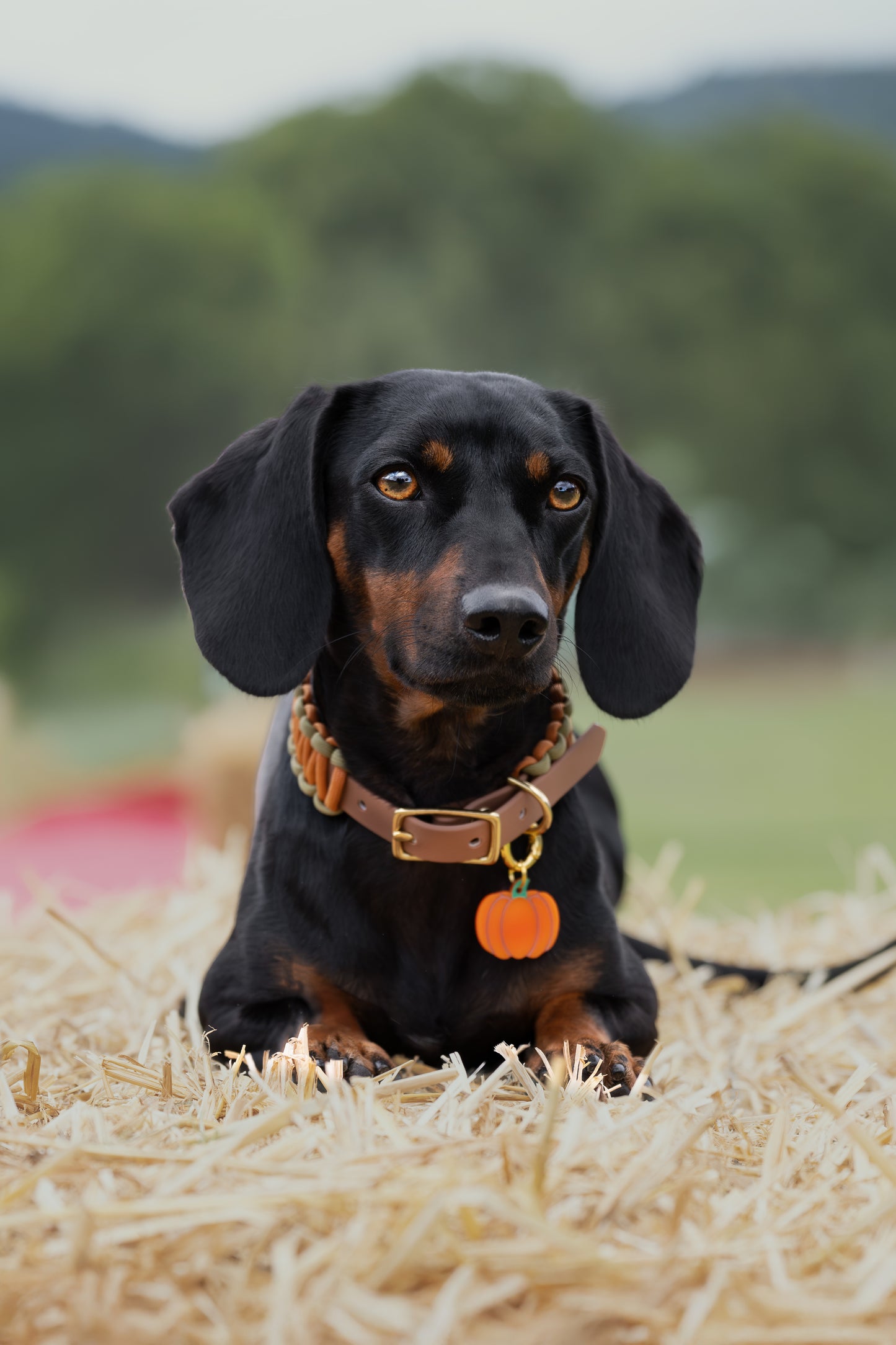 Collar Cuero Vegano y Paracord