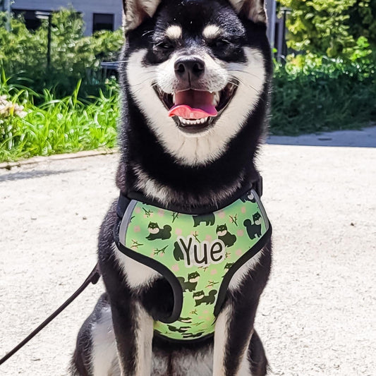 Arnés Shiba Inu