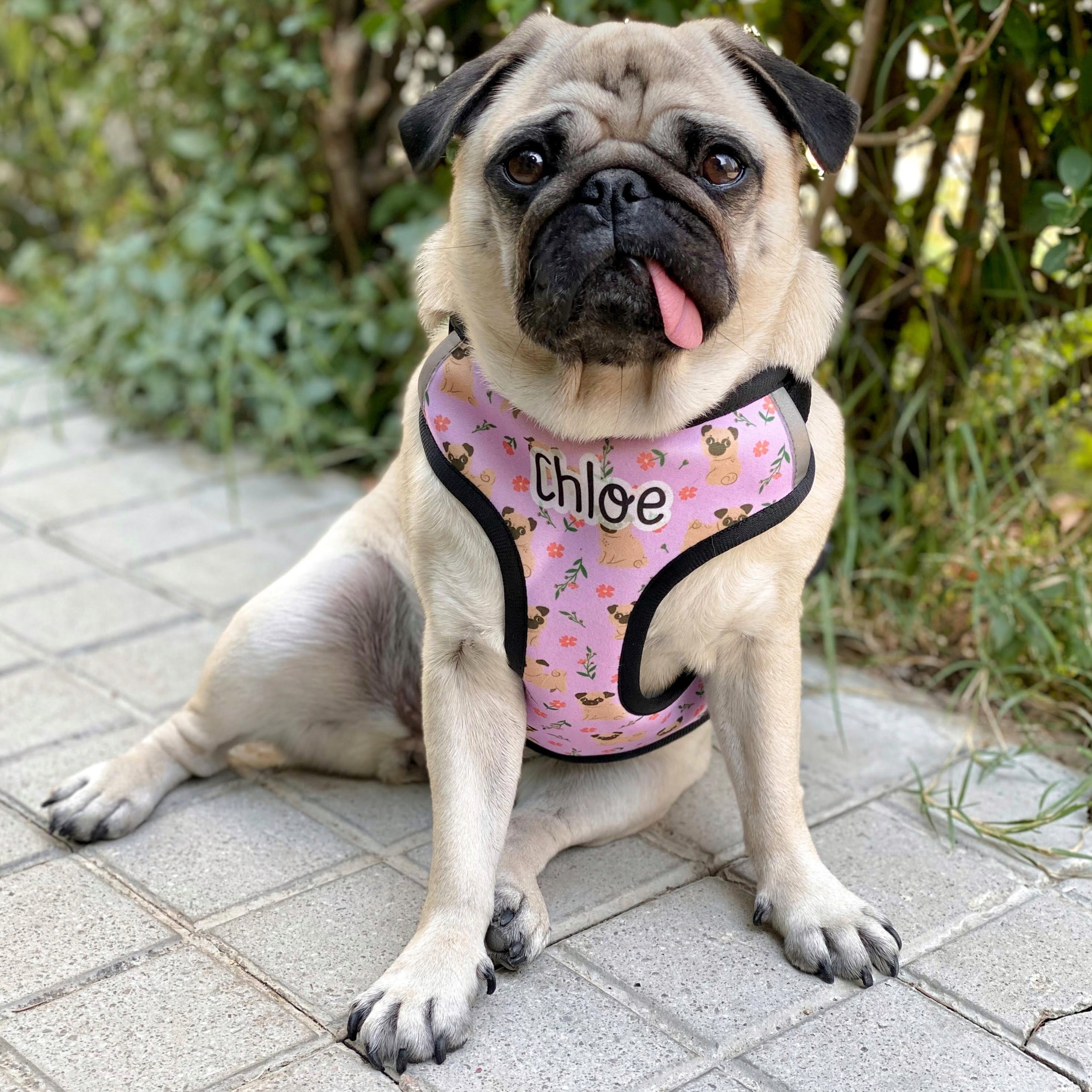 Pug with collar best sale